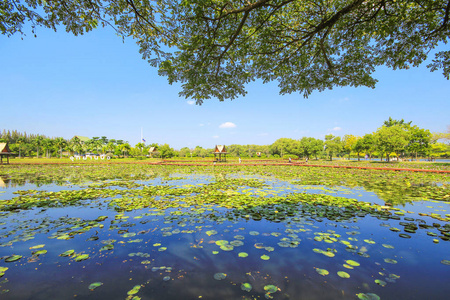 莲花公园, 有莲花和桥梁步行, 左近 Nakon, 泰国