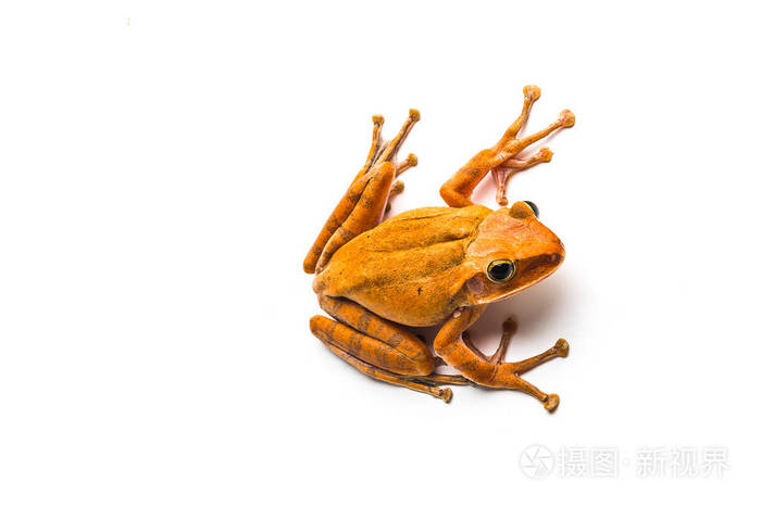 孤立在白色背景上的青蛙