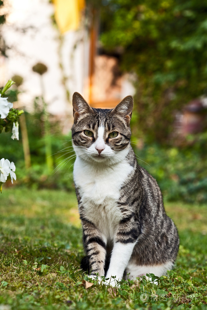 花园里可爱的猫照片 正版商用图片02tsty 摄图新视界 花园里可爱的猫照片 正版商用图片02tsty 摄图新视界
