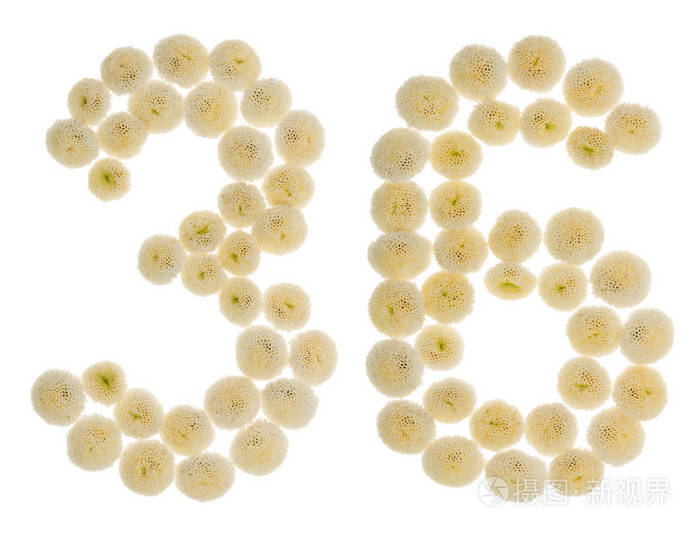阿拉伯数字36三十六从奶油花的chrysanthem