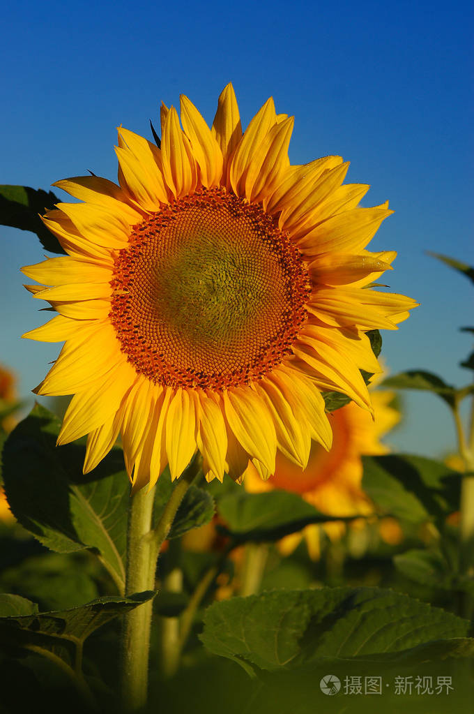 向日葵晴天照片-正版商用图片02tvil-摄图新视界