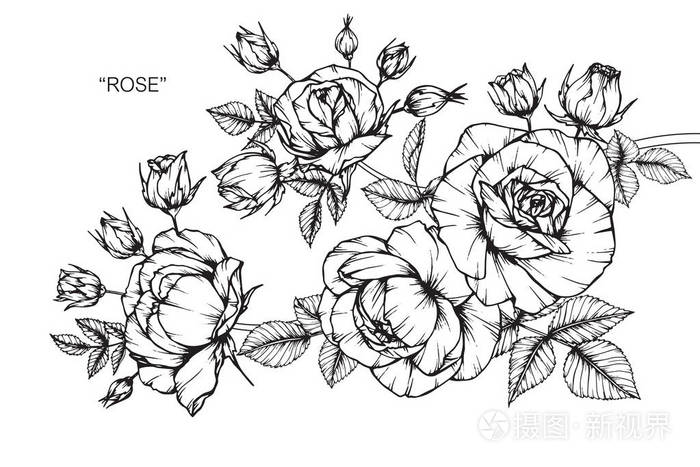 玫瑰花黑白线条画素描