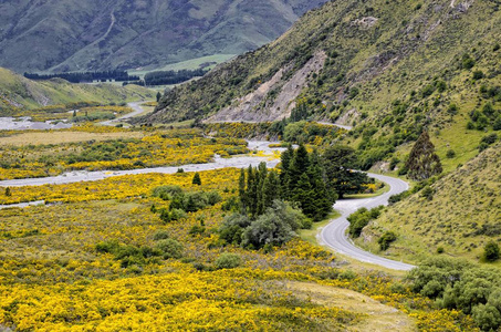 乡间小路蜿蜒穿过一个带黄花的山谷, 行驶在左边, 亚瑟的通行证路, 南岛, 新西兰, 大洋洲
