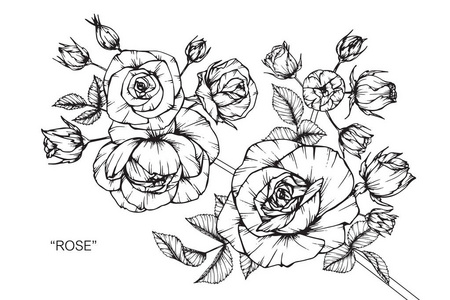 线条玫瑰花图片-线条玫瑰花素材-线条玫瑰花插画-摄图新视界