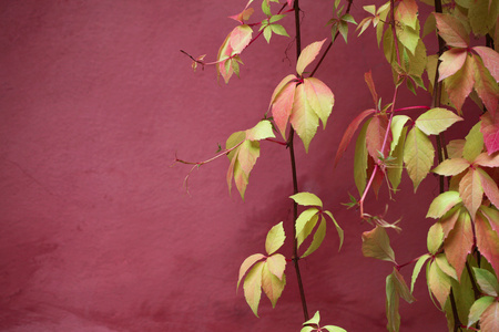 墙上的叶子