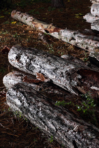 森林树木树桩木材的砍伐伐木取暖污染全球变暖气候变化