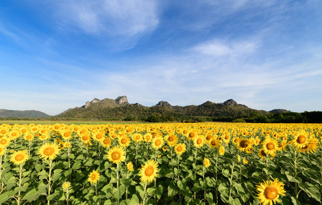 美丽的向日葵田野与山背景