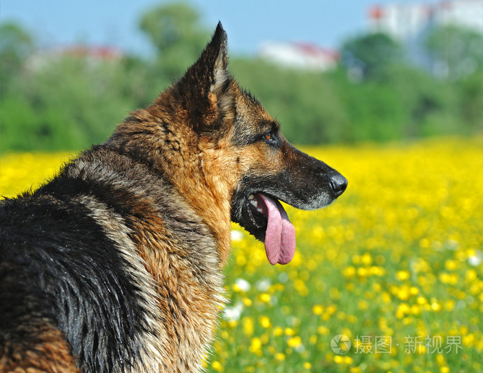 德国牧羊犬的画像