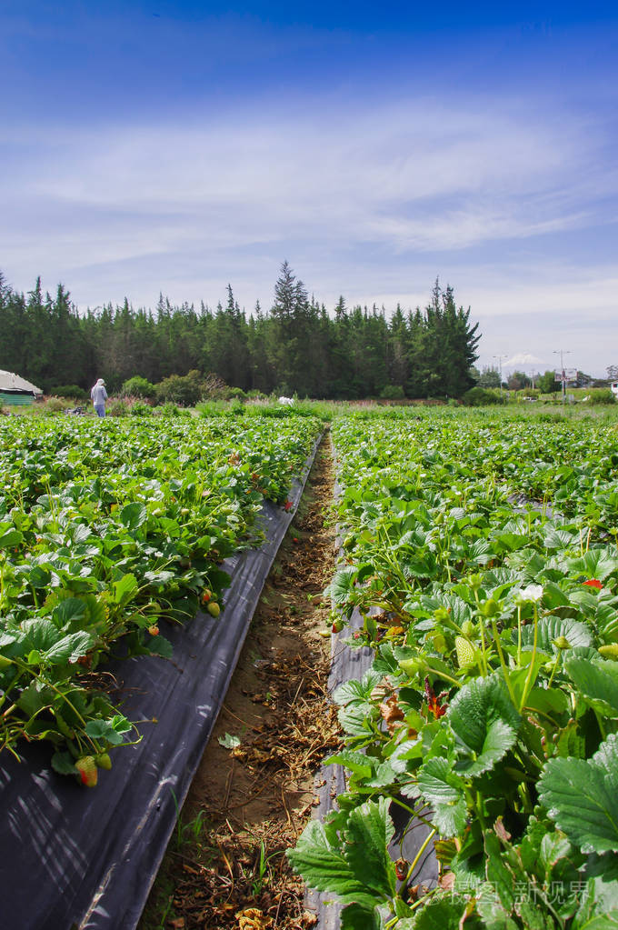草莓田一排草莓植物的美丽种植园