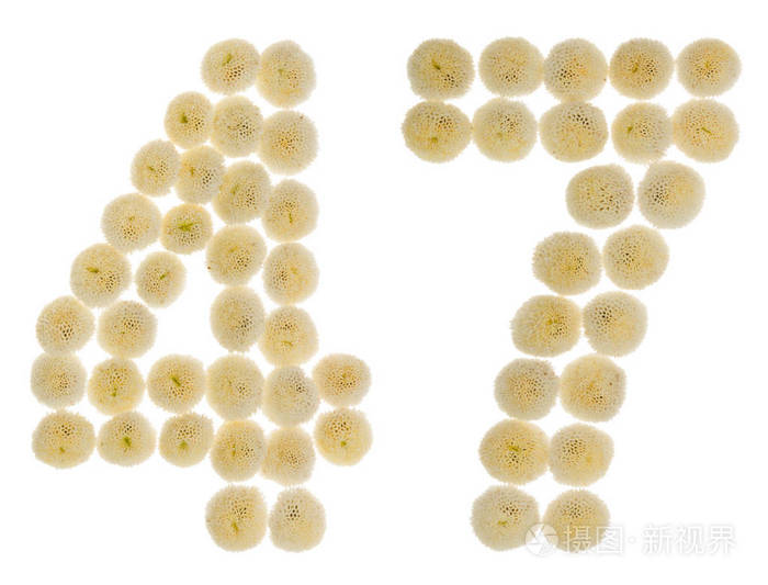 阿拉伯数字47四十七从奶油花的chrysanthe