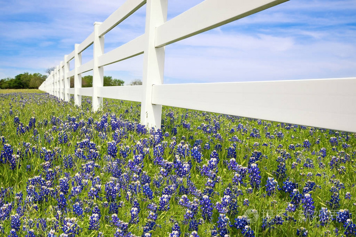 Bluebonnets 沿篱笆绽放