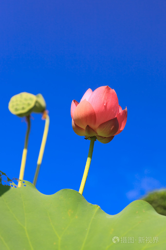 莲花对完美的天空