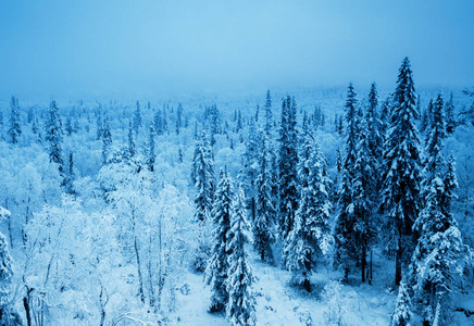 在冬季的森林