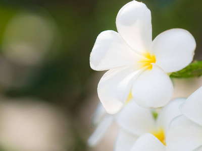 美丽的白色 plumaria 花在自然