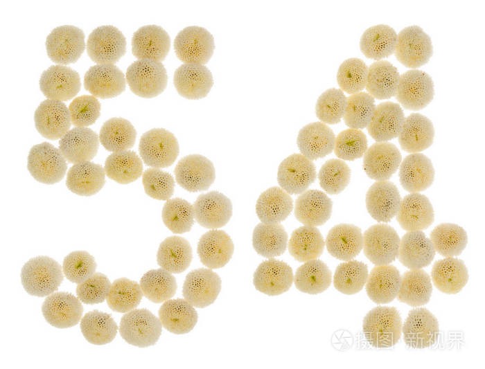 阿拉伯数字54五十四从奶油花的chrysanthem