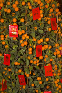 橙色新年树与红封包北京中国