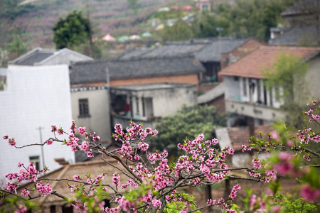 粉红的桃花中国房子粉红桃花盛开四川省成都中国照片