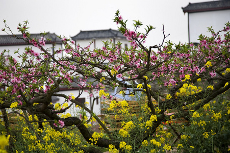粉色桃黄芥花籽油的花朵白色中国建筑四川地震灾区捐款