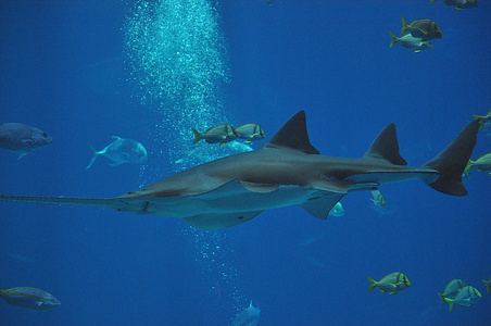 在亚特兰大水族馆的鱼