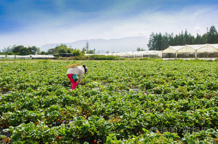室外农场工人采摘草莓的视野