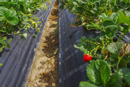 在草莓地里种植了许多草莓花和果实