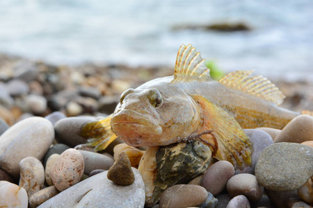 海虎在海滩在水附近