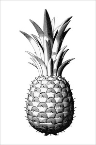 黑白菠萝画插图照片