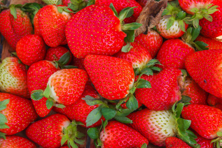 最美味的厄瓜多尔草莓新鲜收集