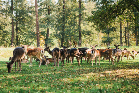 一群年轻的鹿穿过一个温暖的绿色阳光的草地在森林旁边的树林