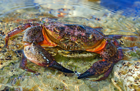 menippe[动物]隆背哲蟹(menippe mercenaria)照片