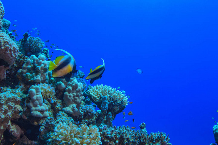水下野生动物, 珊瑚礁与 bannerfhish 在红海的蓝色水, 水生明信片与 copyspace