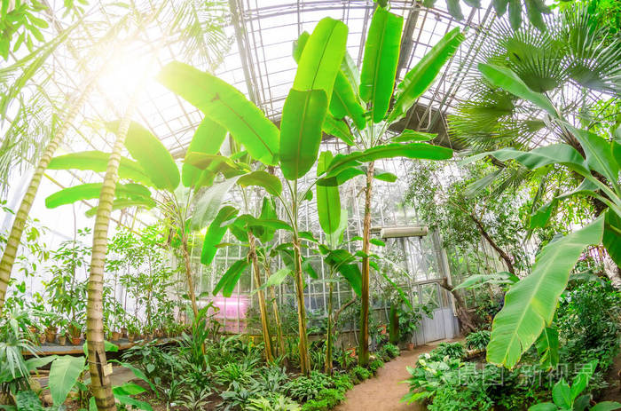 郁郁葱葱的热带花园里有水果和花朵的香蕉树