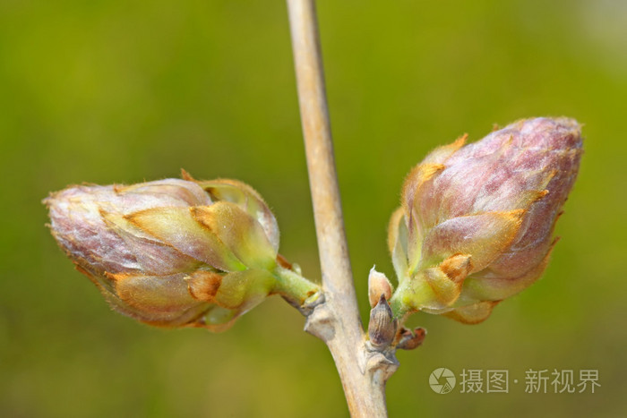 紫藤叶芽和花芽的图片图片