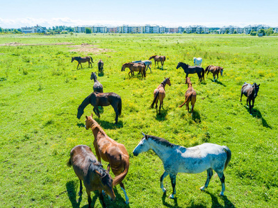 拉脱维亚马图片