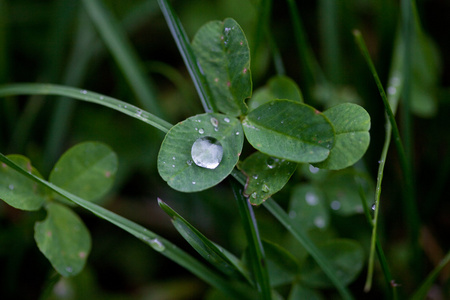 三叶草，雨滴