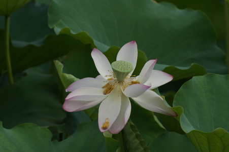 周末漫步洪湖公园雨赏荷莲图片