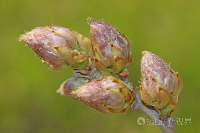 紫藤叶芽和花芽的图片图片