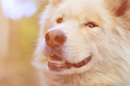 白色西伯利亚萨摩耶沙哑的狗与异色症 一种现象时, 眼睛有不同的颜色 在白天户外的色调肖像
