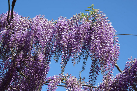 美丽的 Bloming 紫藤在 Bardini 花园在佛罗伦萨。意大利