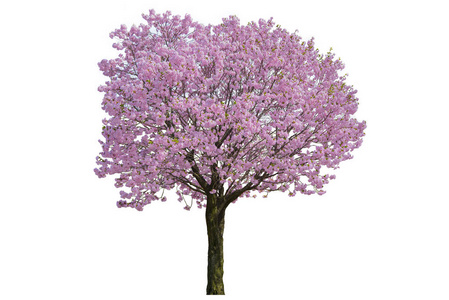 白色的樱花树粉红色的花朵, 樱花树在白色背景上分离照片