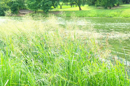 夏天湖上的草