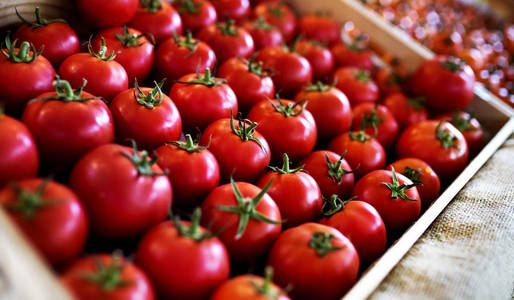 新鲜红西红柿, 农场蔬菜收获, 原 photoset