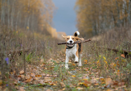 用一根棍子在秋天的树林中玩比格犬