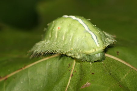 鳞翅类 鳞翅类的昆虫 lepidopteron的名词复数 