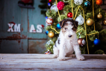 可爱的小狗, 新年时间, 圣诞节装饰