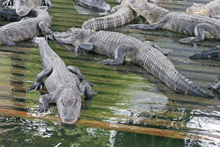 短吻鳄 alligator的名词复数 