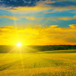 麦田和愉快的太阳升起照片