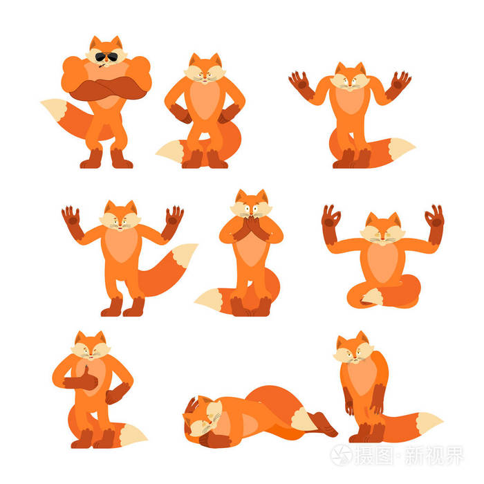 狐狸摆姿势和动作.福克斯快乐和瑜伽.野兽睡觉