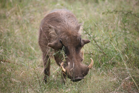 国家标准委员会中的Warthog