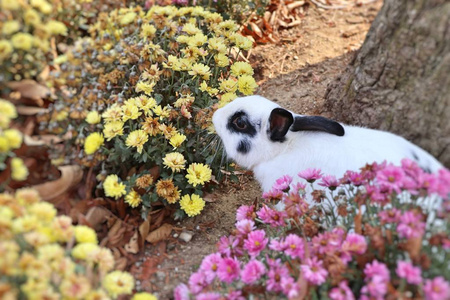 花苑里的兔子